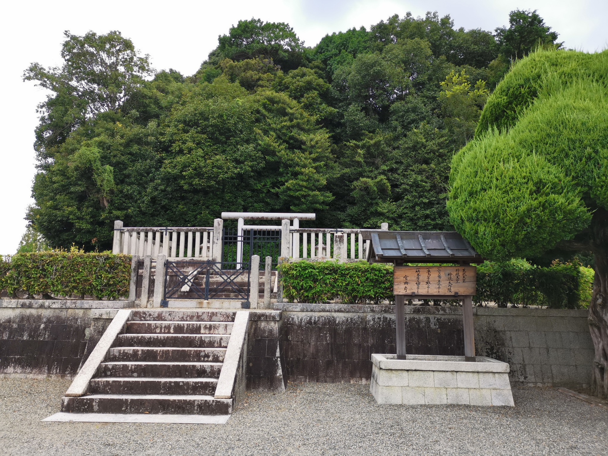 フォーチュンツリーってどんな木？